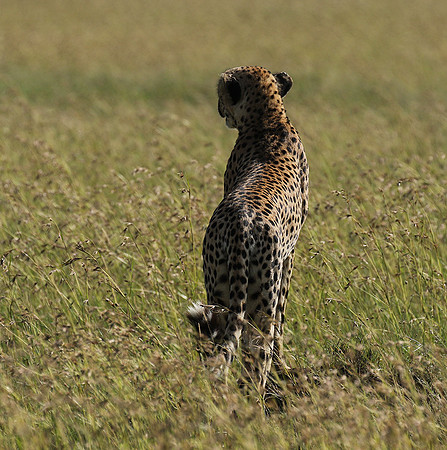 Serengeti - Grumeti Private Reserve