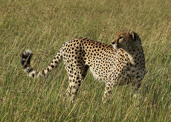 Serengeti - Grumeti Private Reserve