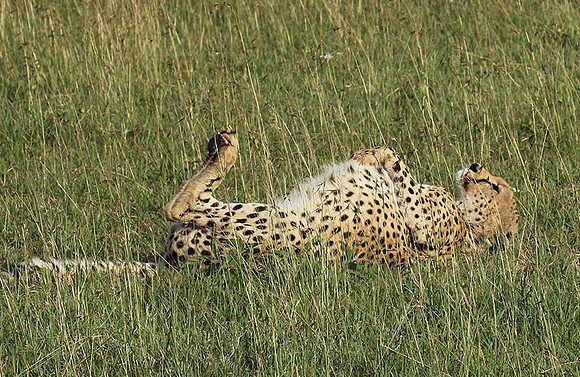 Serengeti - Grumeti Private Reserve