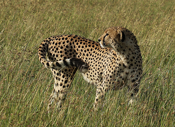 Serengeti - Grumeti Private Reserve