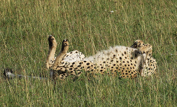 Serengeti - Grumeti Private Reserve