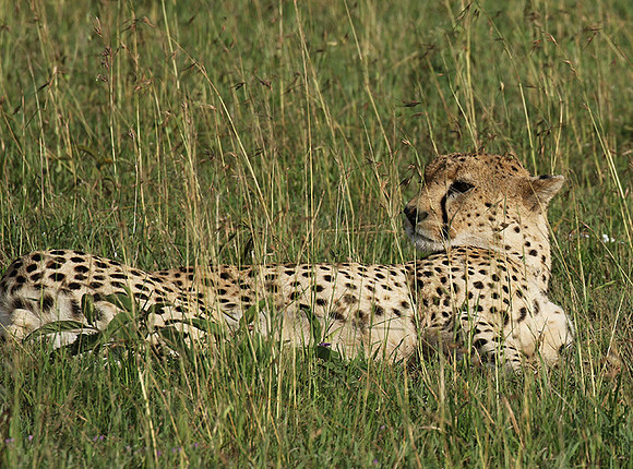 Serengeti - Grumeti Private Reserve
