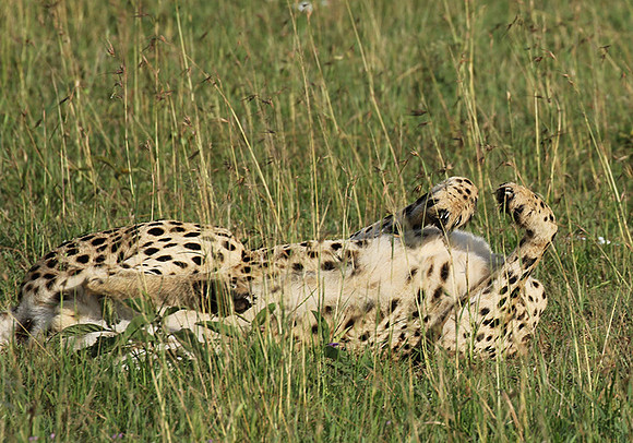 Serengeti - Grumeti Private Reserve