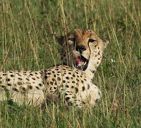Serengeti - Grumeti Private Reserve