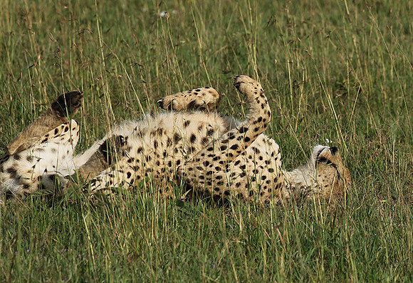 Serengeti - Grumeti Private Reserve