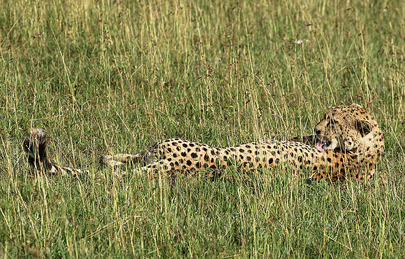 Serengeti - Grumeti Private Reserve