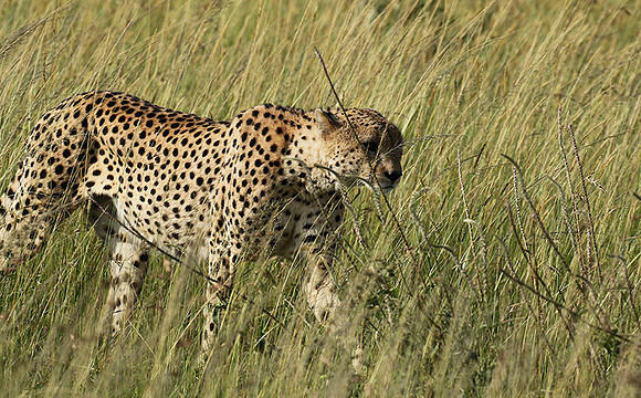 Serengeti - Grumeti Private Reserve