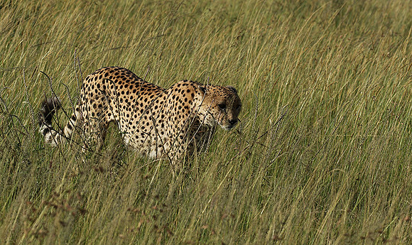 Serengeti - Grumeti Private Reserve