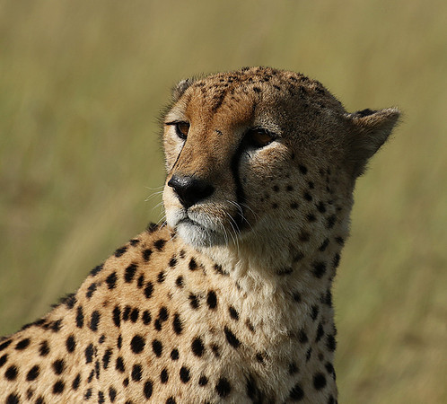 Serengeti - Grumeti Private Reserve