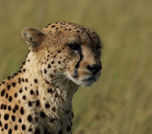 Serengeti - Grumeti Private Reserve