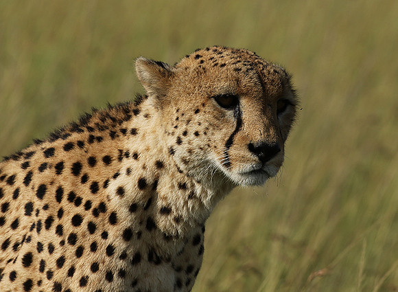 Serengeti - Grumeti Private Reserve