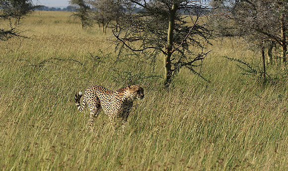Serengeti - Grumeti Private Reserve