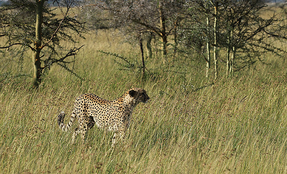Serengeti - Grumeti Private Reserve
