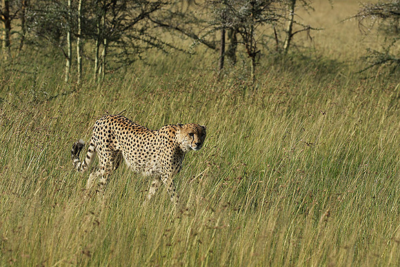 Serengeti - Grumeti Private Reserve