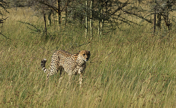 Serengeti - Grumeti Private Reserve