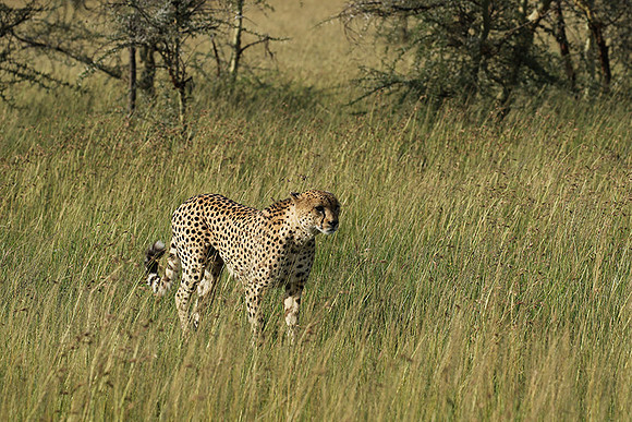 Serengeti - Grumeti Private Reserve