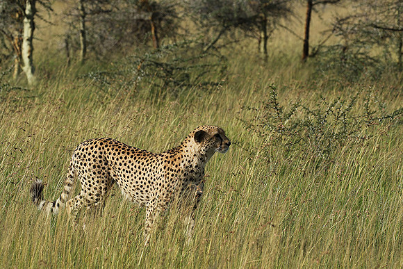 Serengeti - Grumeti Private Reserve