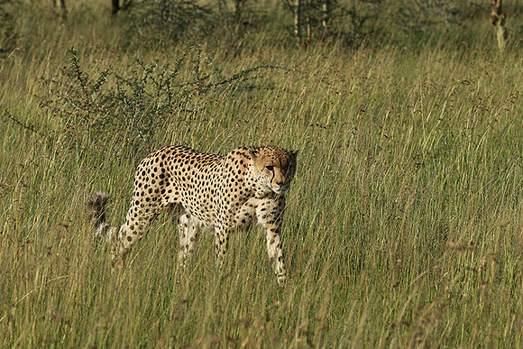 Serengeti - Grumeti Private Reserve