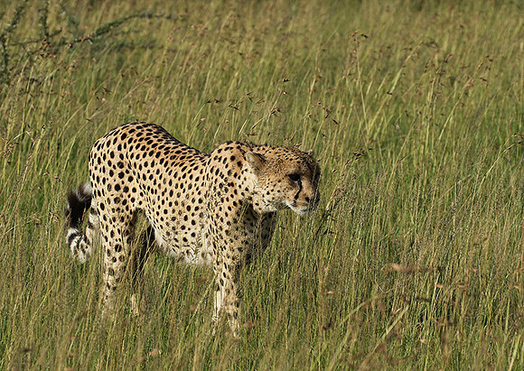 Serengeti - Grumeti Private Reserve