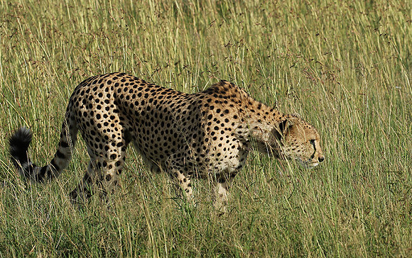 Serengeti - Grumeti Private Reserve