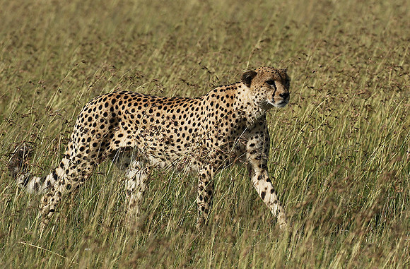 Serengeti - Grumeti Private Reserve