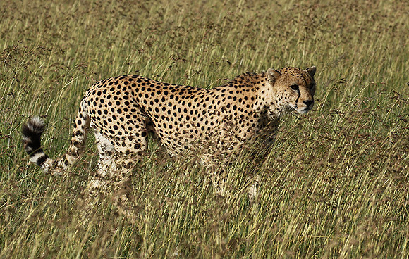 Serengeti - Grumeti Private Reserve