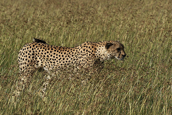 Serengeti - Grumeti Private Reserve