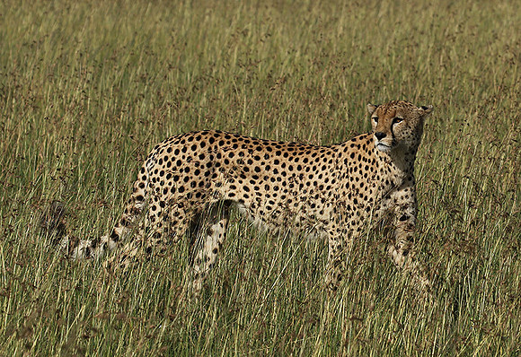 Serengeti - Grumeti Private Reserve