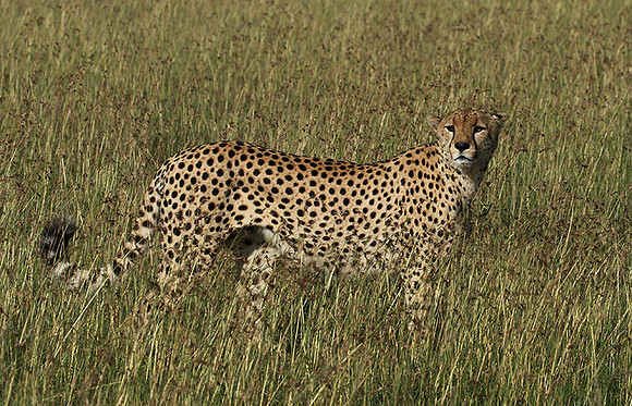 Serengeti - Grumeti Private Reserve