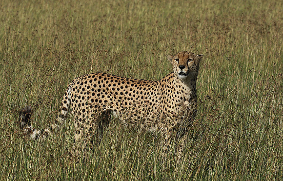 Serengeti - Grumeti Private Reserve