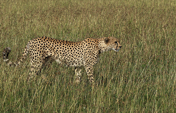 Serengeti - Grumeti Private Reserve