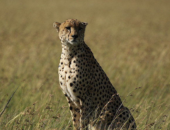 Serengeti - Grumeti Private Reserve