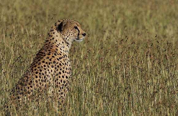 Serengeti - Grumeti Private Reserve