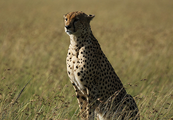 Serengeti - Grumeti Private Reserve