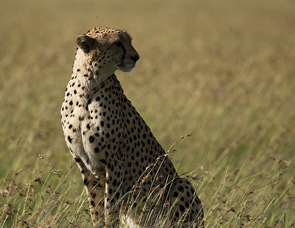 Serengeti - Grumeti Private Reserve