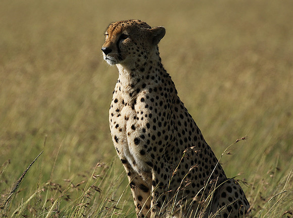 Serengeti - Grumeti Private Reserve