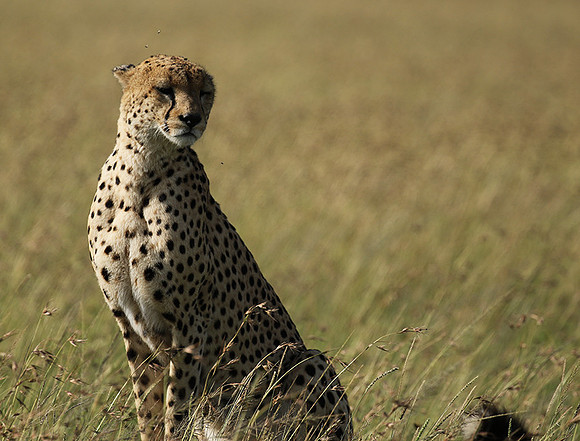 Serengeti - Grumeti Private Reserve