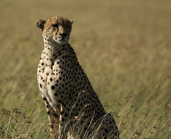 Serengeti - Grumeti Private Reserve