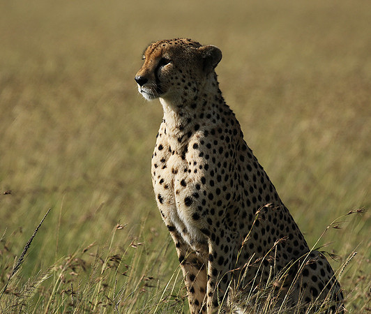 Serengeti - Grumeti Private Reserve