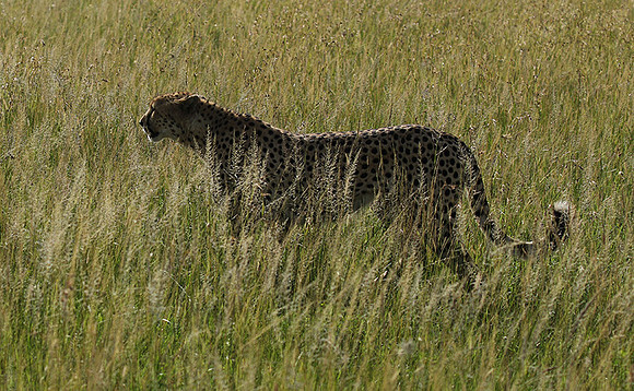 Serengeti - Grumeti Private Reserve