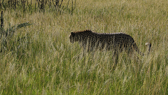 Serengeti - Grumeti Private Reserve