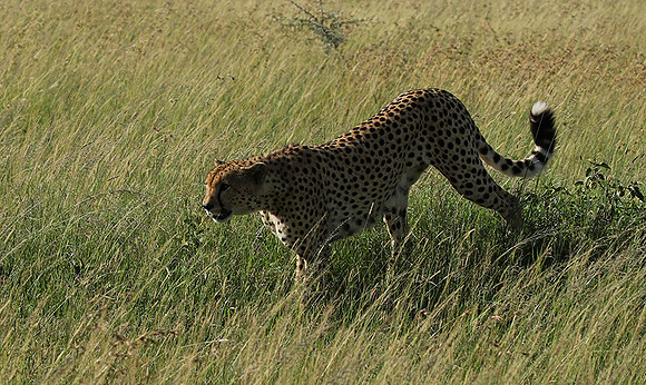 Serengeti - Grumeti Private Reserve