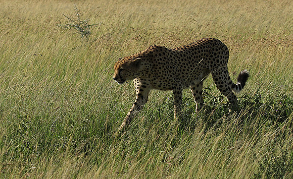Serengeti - Grumeti Private Reserve