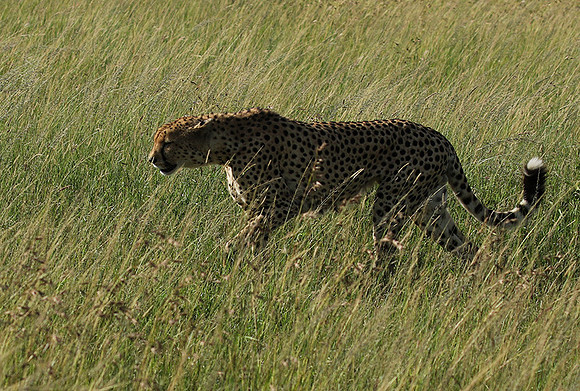 Serengeti - Grumeti Private Reserve