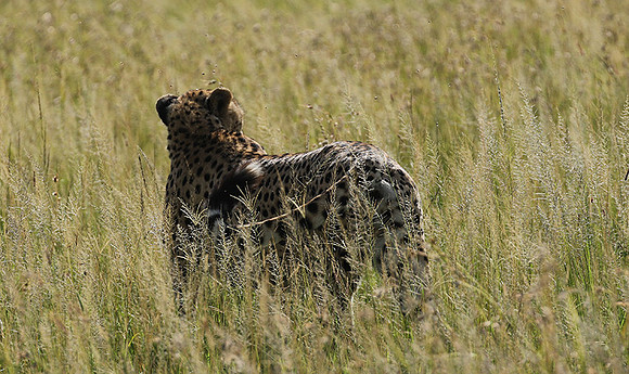Serengeti - Grumeti Private Reserve