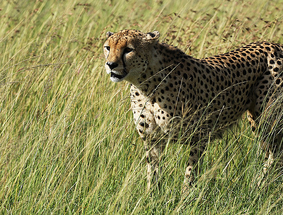 Serengeti - Grumeti Private Reserve
