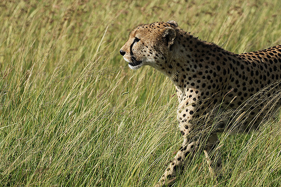 Serengeti - Grumeti Private Reserve