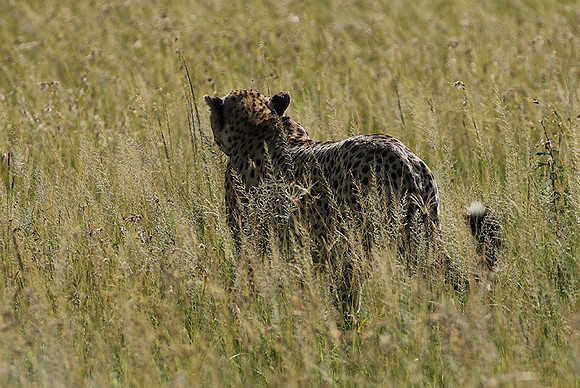 Serengeti - Grumeti Private Reserve