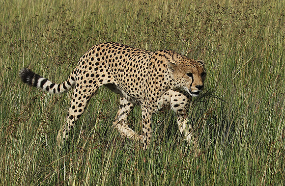 Serengeti - Grumeti Private Reserve