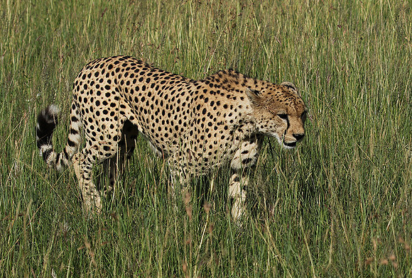 Serengeti - Grumeti Private Reserve